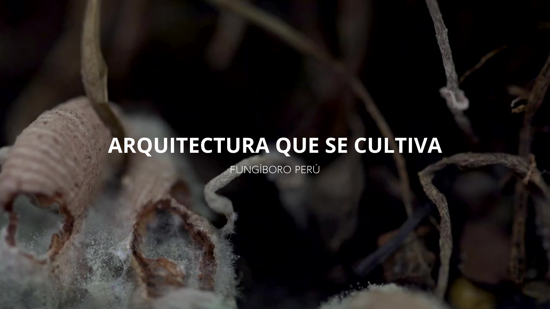 Reviviendo y Reinterpretando el reino de los hongos