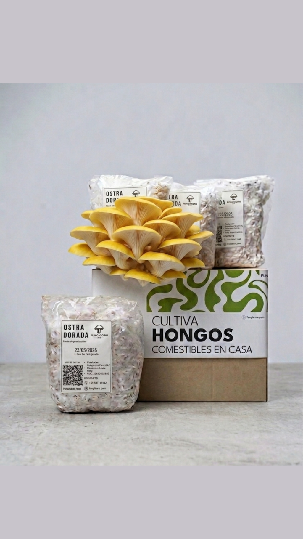 Semilla de Hongo Ostra Dorada (Pleurotus citrinopileatus) – Micelio x kg