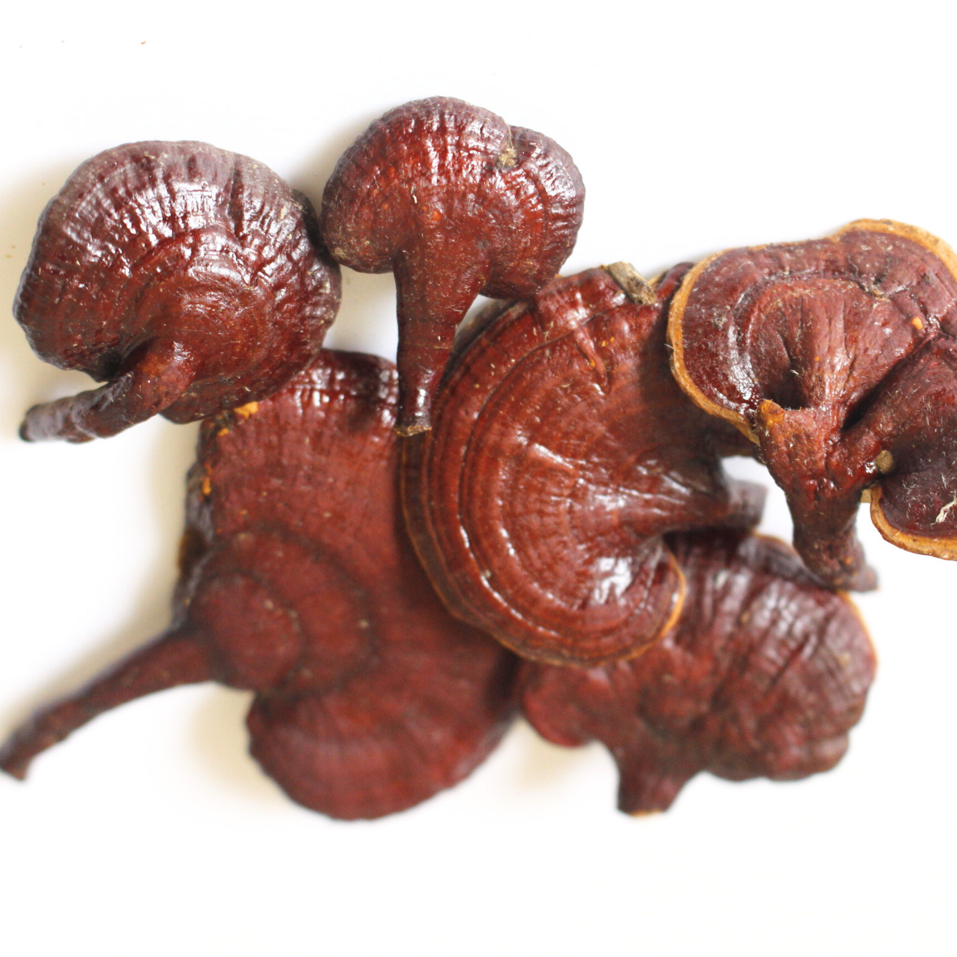 Reishi Deshidratado Molido – 50 g | 100% Natural y Premium