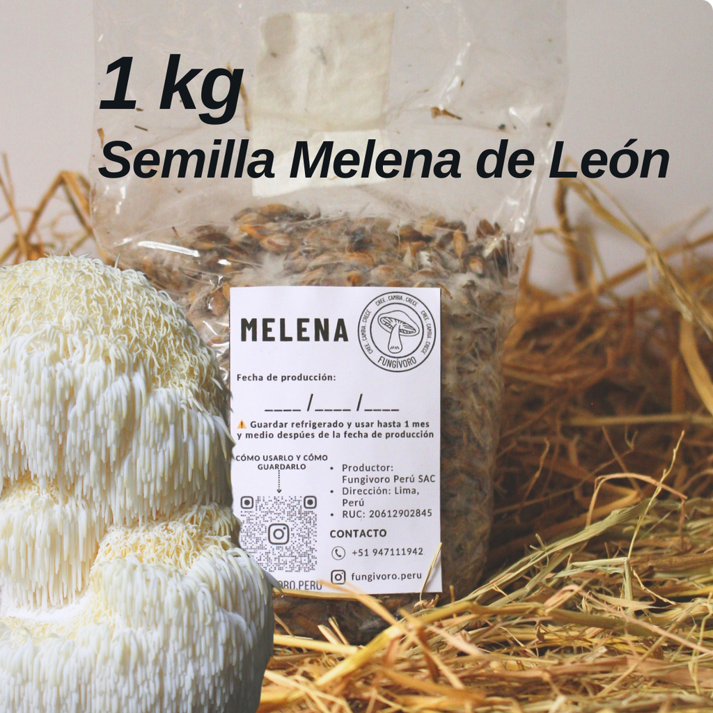 Semilla de Hongo Melena de León (Hericium erinaceus) – Micelio x kg