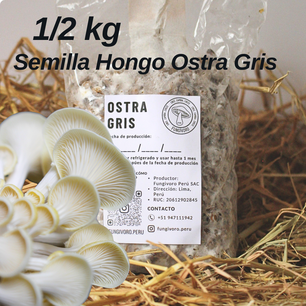 Micelio de Hongo Ostra Gris (Pleurotus ostreatus) - Micelio x 1/2kg