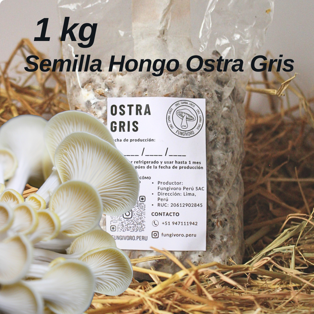 Micelio de Hongo Ostra Gris (Pleurotus ostreatus) - Micelio x kg