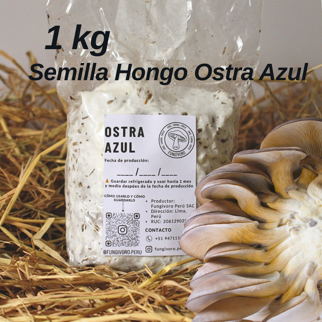 Micelio de Hongo Ostra Azul (Pleurotus ostreatus)- Micelio x kg