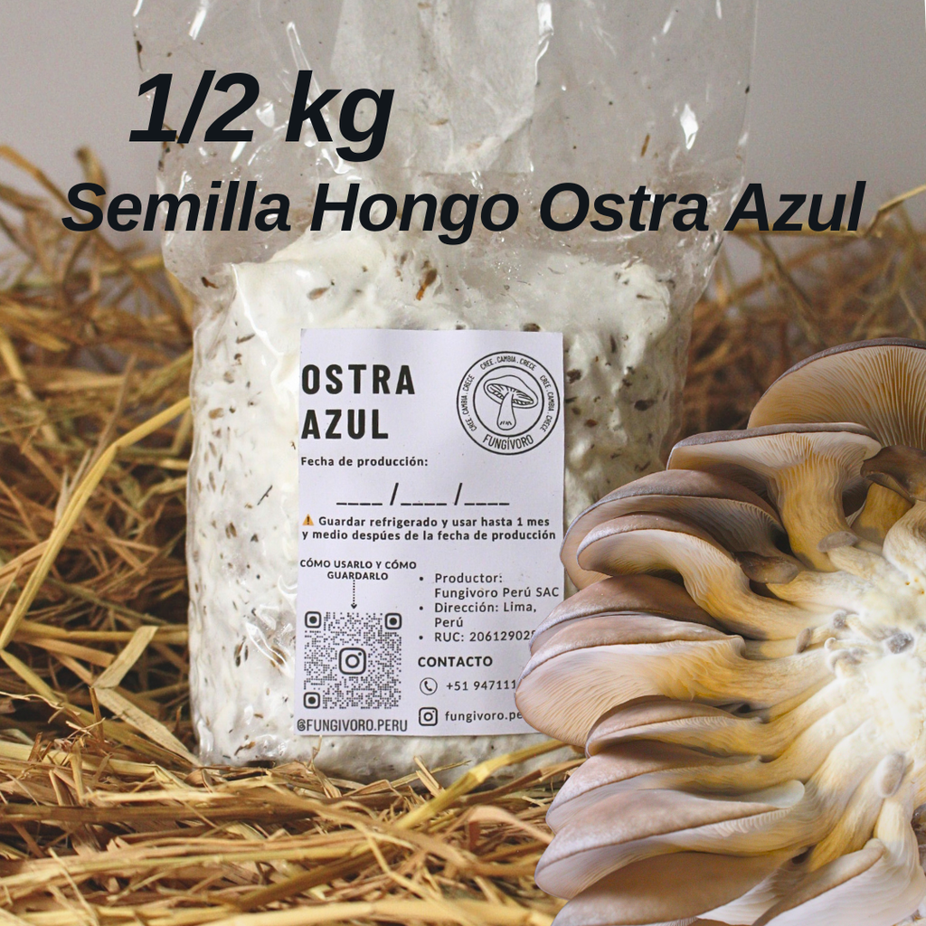 Micelio de Hongo Ostra Azul (Pleurotus ostreatus)- Micelio x 1/2kg