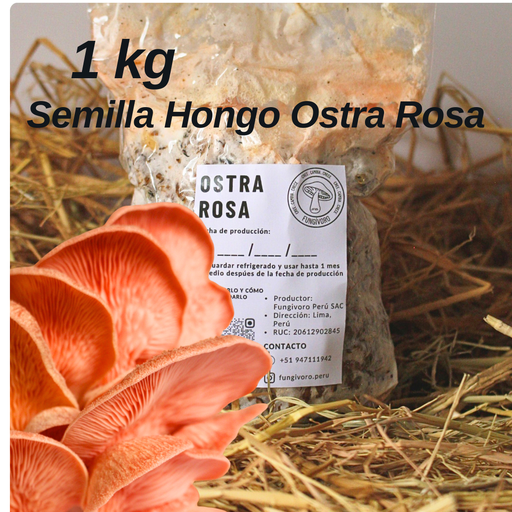 Micelio de Hongo Ostra Rosa (Pleurotus djamor) – Micelio x kg