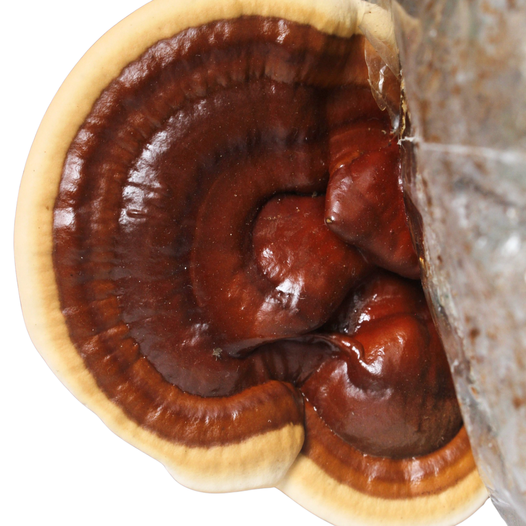 Reishi Deshidratado Molido – 50 g | 100% Natural y Premium