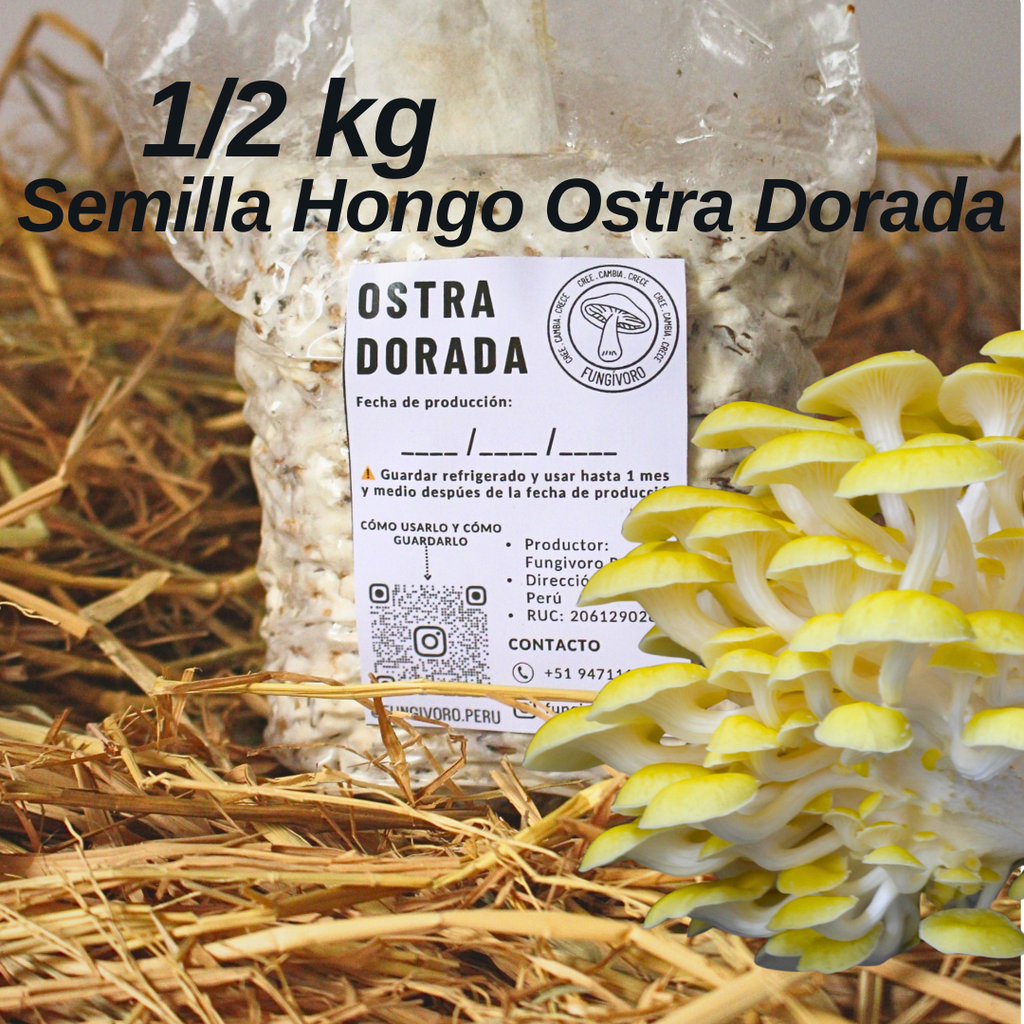 Semilla de Hongo Ostra Dorada (Pleurotus citrinopileatus) – Micelio x 1/2kg