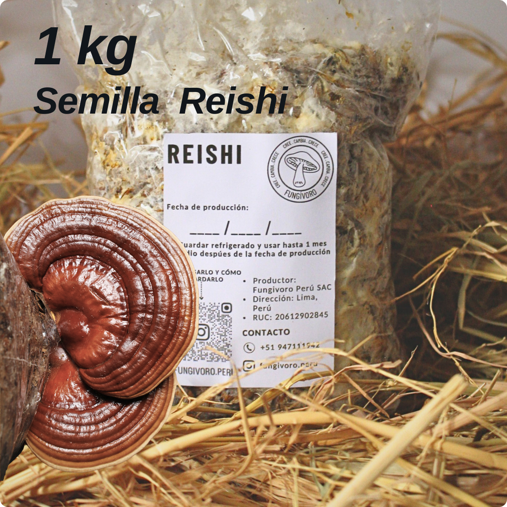 Semilla de Hongo Reishi (Ganoderma lucidum) – Micelio x kg