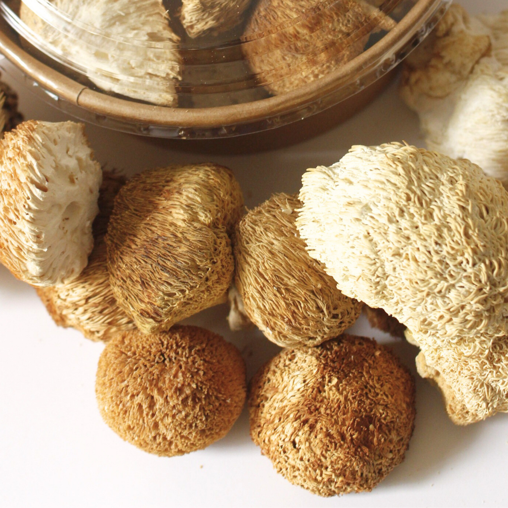 Melena de León Deshidratada · Polvo / Molido Entero · 30 g