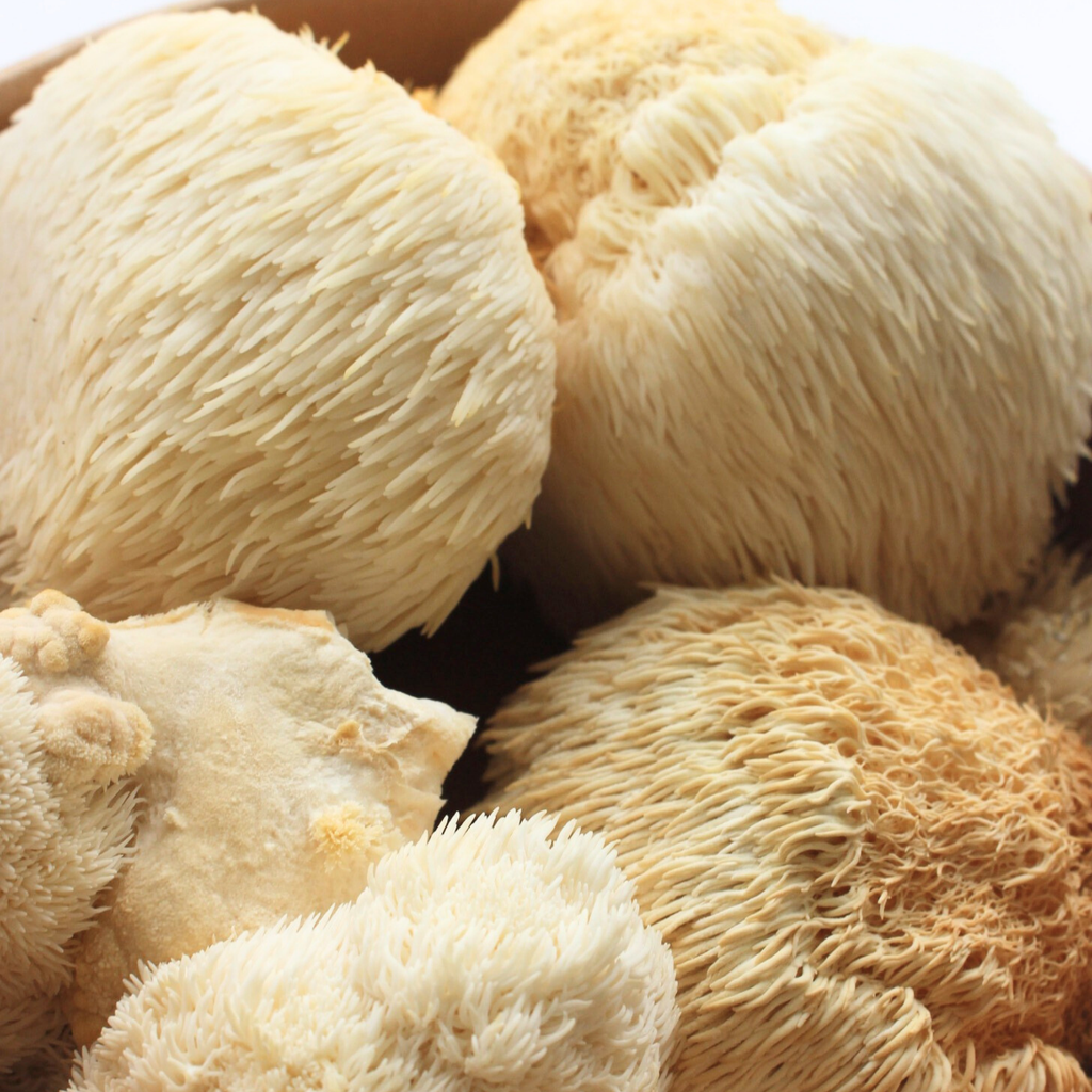 Kit de Cultivo “Cosecha tu Melena de León” – Fácil, Práctico y Listo para Usar