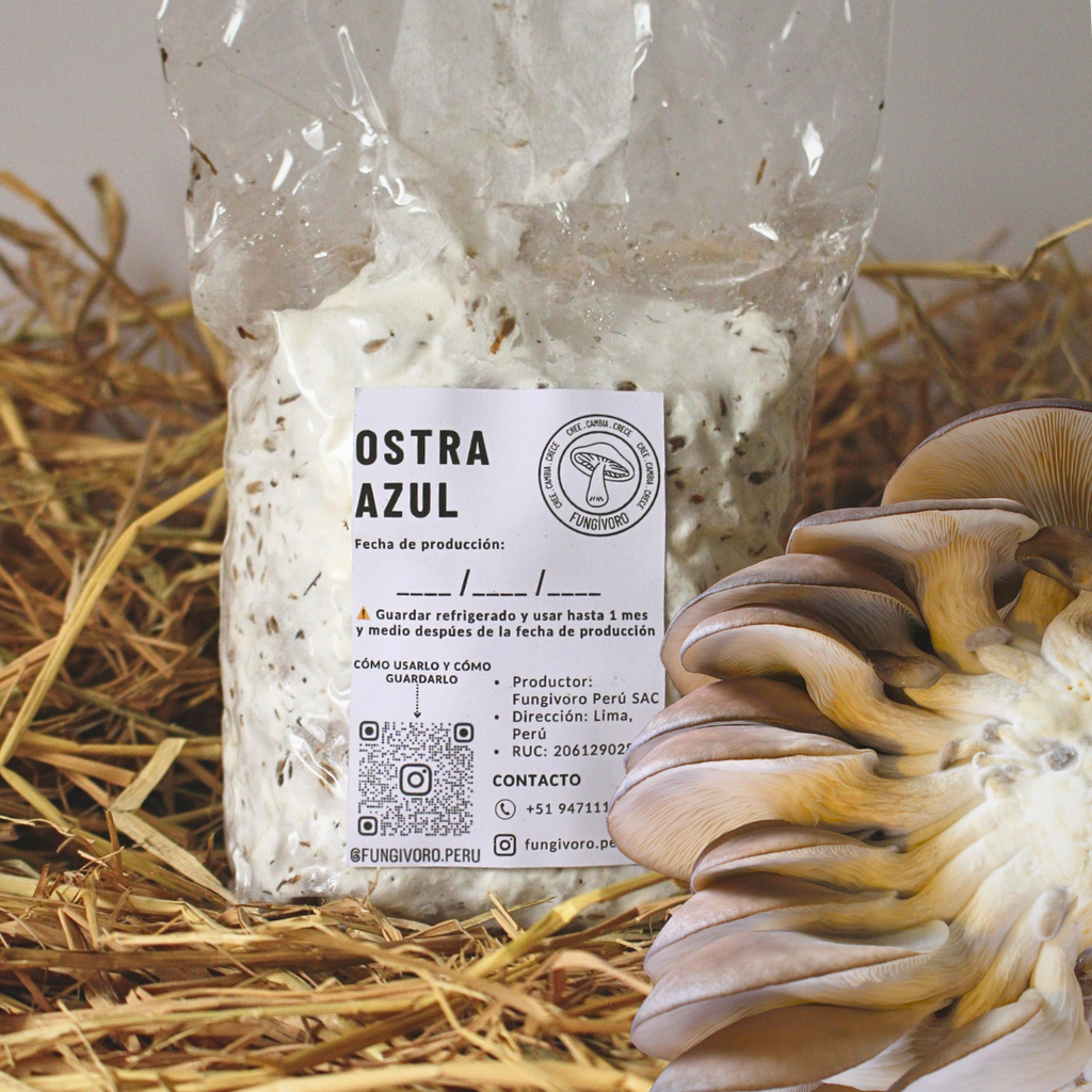 Kit Principiante Hongo Ostra Azul (Pleurotus ostreatus) 250g Micelio + 200g Sustrato + Bolsas | Primera Experiencia Cultivo Hongos Perú