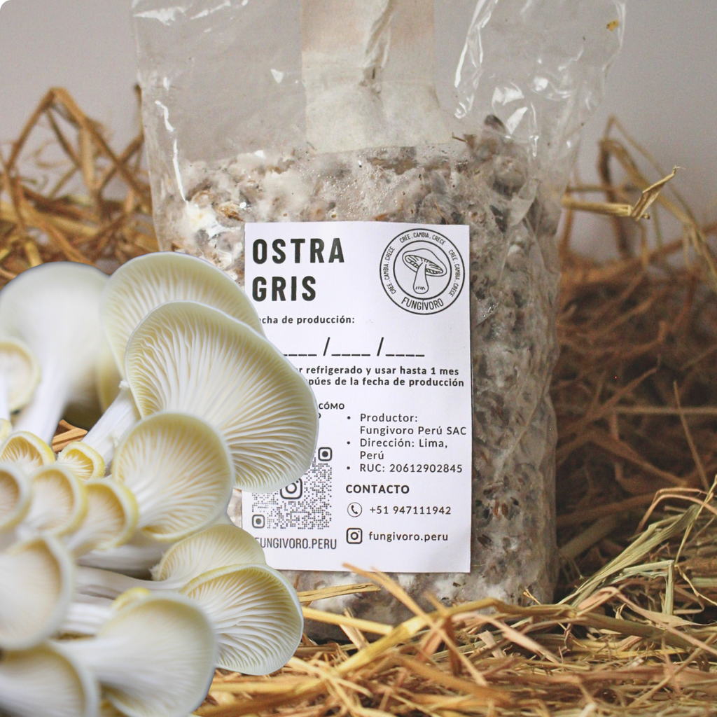 Kit Principiante Hongo Ostra Gris (Pleurotus ostreatus) 250g Micelio + 200g Sustrato + Bolsas | Primera Experiencia Cultivo Hongos Perú