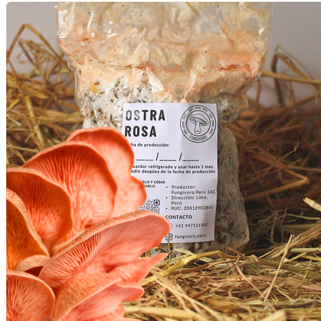 Kit Principiante Hongo Ostra Rosa (Pleurotus djamor) 250g Micelio + 200g Sustrato + Bolsas | Primera Experiencia Cultivo Hongos Perú