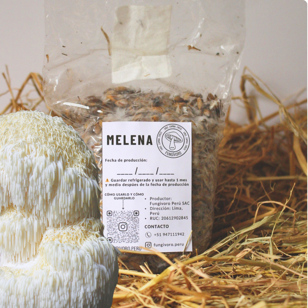 Kit Principiante Hongo Melena de León (Hericium erinaceus) 250g Micelio + 200g Sustrato + Bolsas | Primera Experiencia Cultivo Hongos Perú