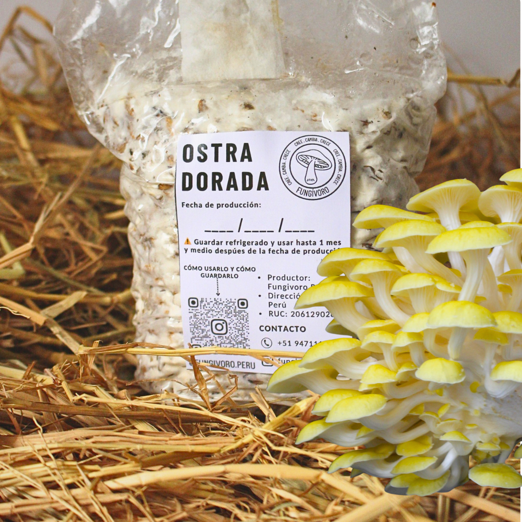 Kit Principiante Hongo Ostra Dorada (Pleurotus citrinopileatus) 250g Micelio + 200g Sustrato + Bolsas | Primera Experiencia Cultivo Hongos Perú (Copia)