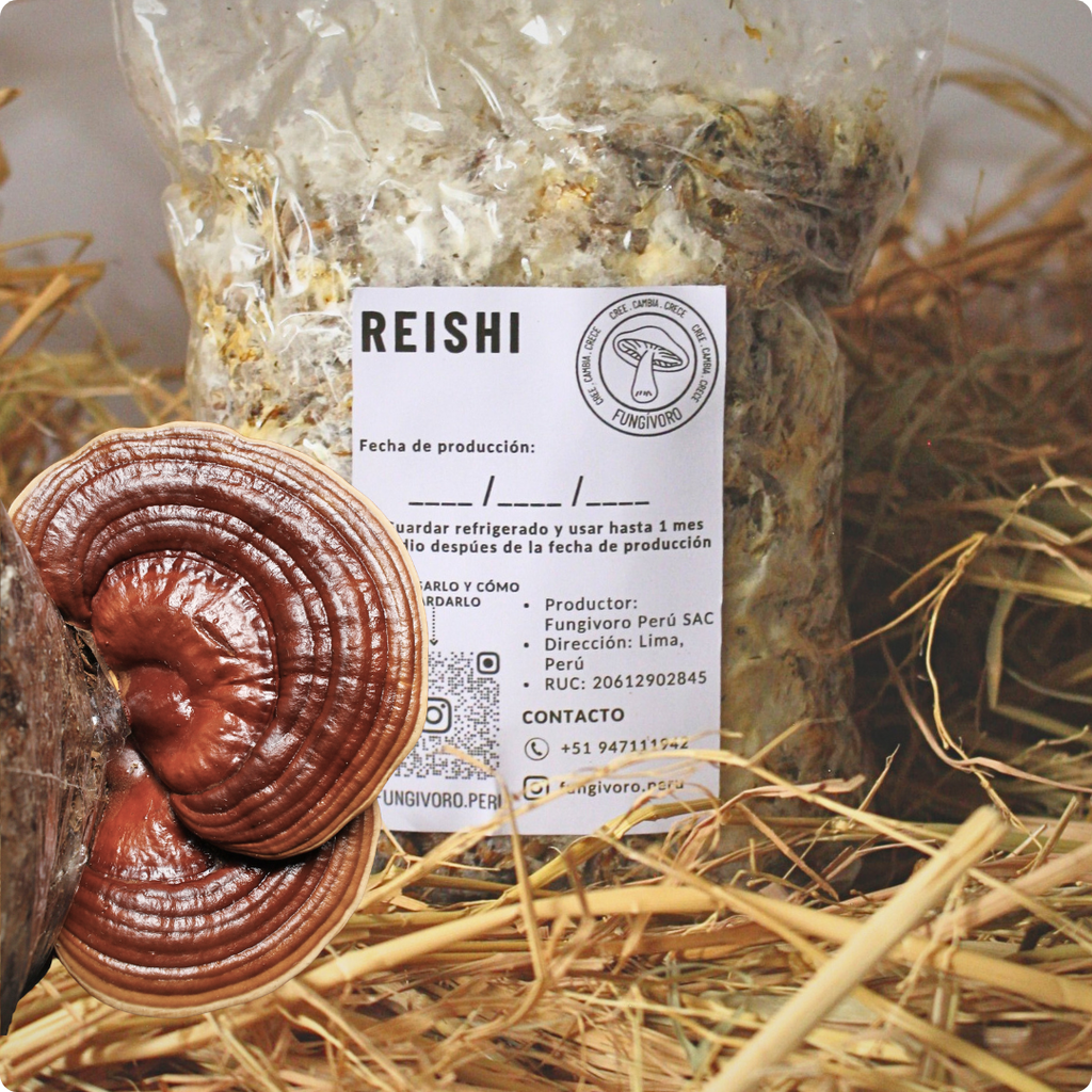 Kit Principiante Hongo Reishi (Ganoderma lucidum) 250g Micelio + 200g Sustrato + Bolsas