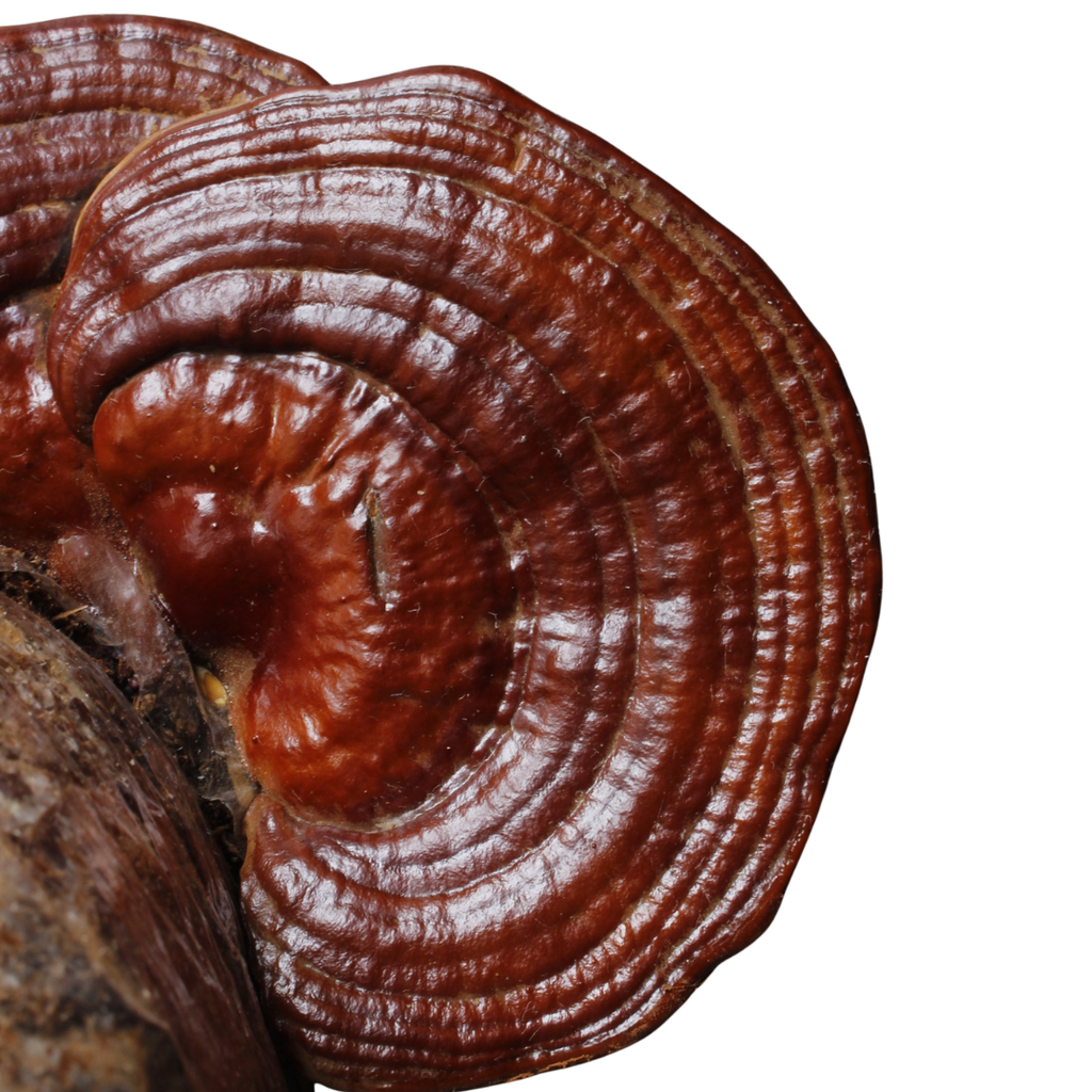 Kit Principiante Hongo Reishi (Ganoderma lucidum) 250g Micelio + 200g Sustrato + Bolsas