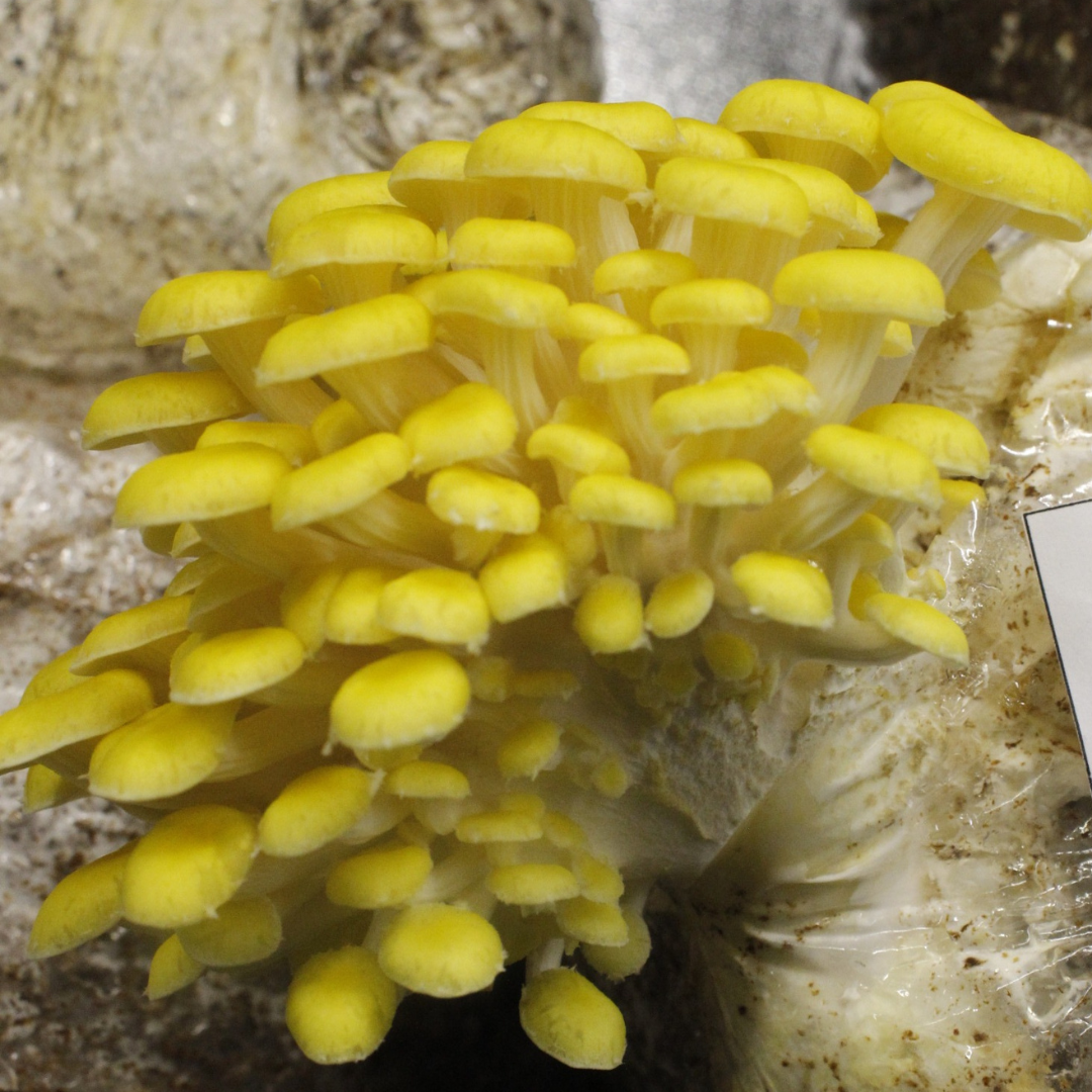 Kit Principiante Hongo Ostra Dorada (Pleurotus citrinopileatus) 250g Micelio + 200g Sustrato + Bolsas | Primera Experiencia Cultivo Hongos Perú (Copia)