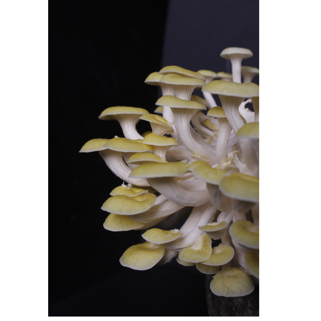 Kit Principiante Hongo Ostra Dorada (Pleurotus citrinopileatus) 250g Micelio + 200g Sustrato + Bolsas | Primera Experiencia Cultivo Hongos Perú (Copia)