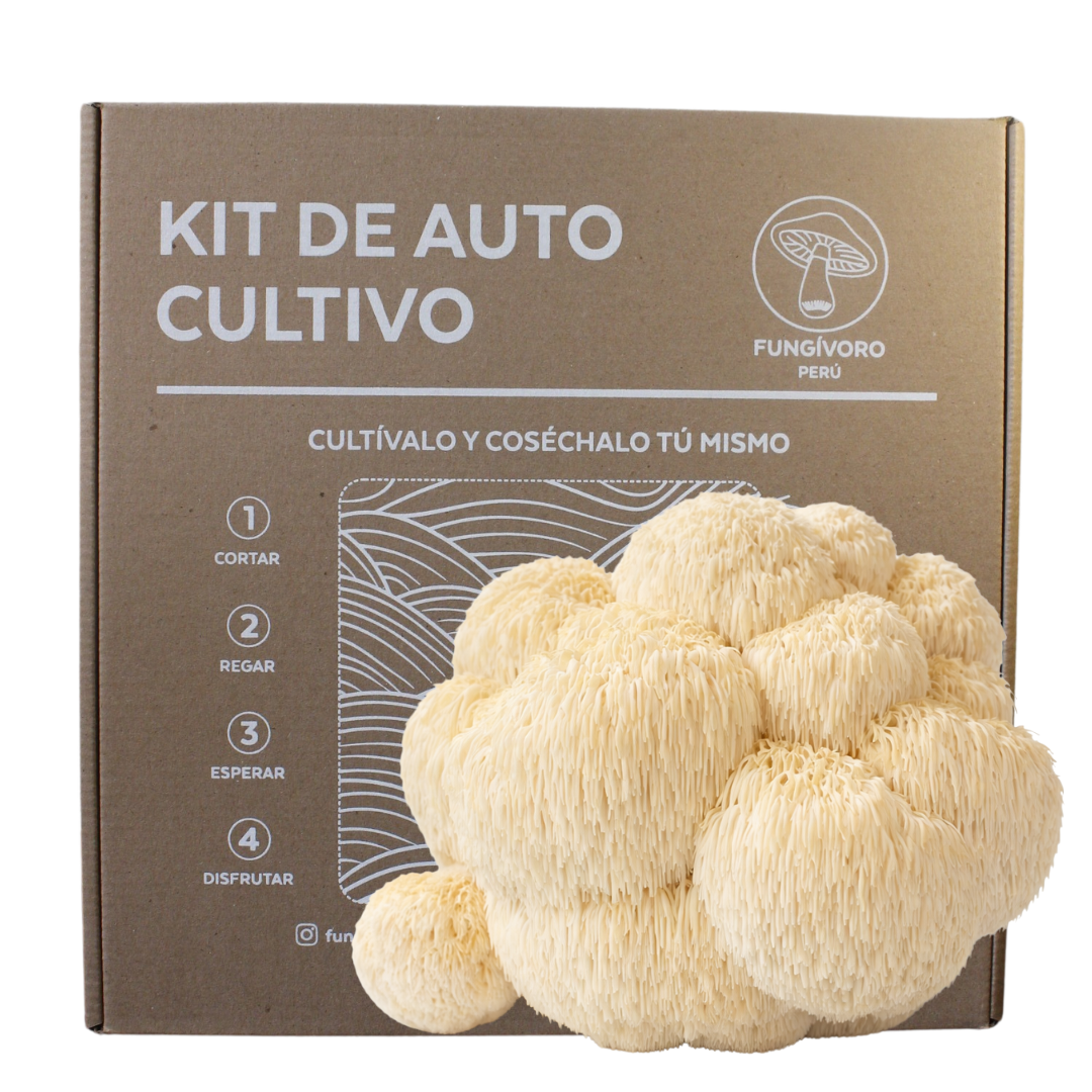 Semilla de Hongo Reishi (Ganoderma lucidum) – Micelio x kg – FUNGÍBORO PERÚ