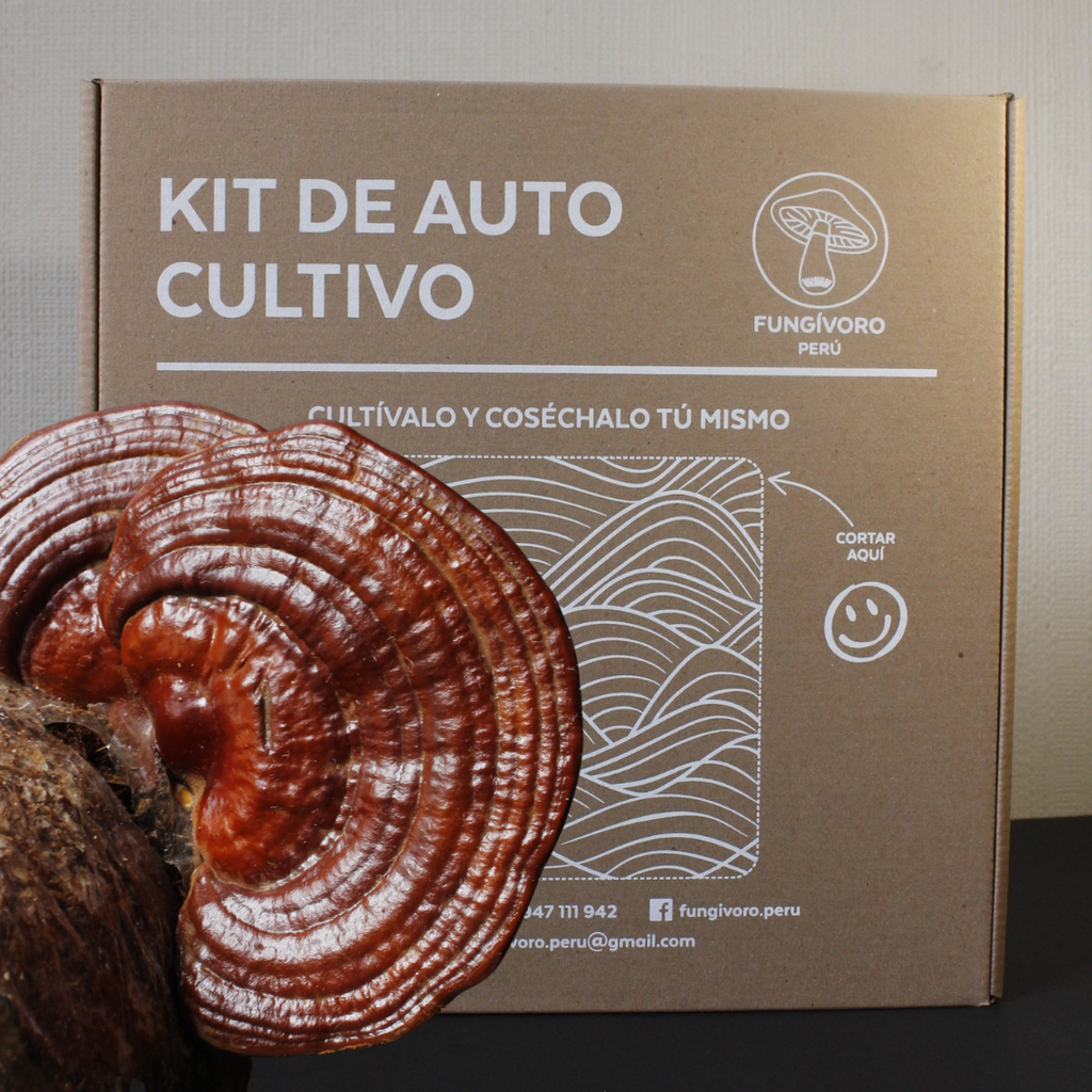 Kit de Cultivo “Cosecha tu Ganoderma Lucidum(reishi) ” – Fácil, Práctico y Listo para Usar (Copia)