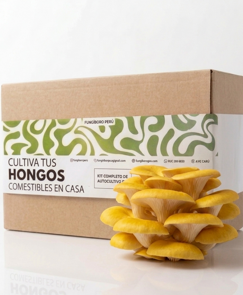 Kit Primer cultivo Hongo Ostra Dorada (Pleurotus citrinopileatus) 250g Micelio + 200g Sustrato + Bolsas | Primera Experiencia Cultivo Hongos Perú