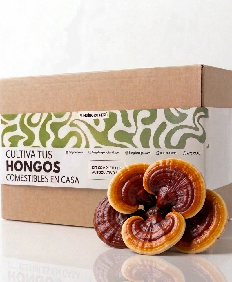 Kit Primer cultivo Hongo Reishi (Ganoderma lucidum) 250g Micelio + 200g Sustrato + Bolsas| Primera Experiencia Cultivo Hongos Perú