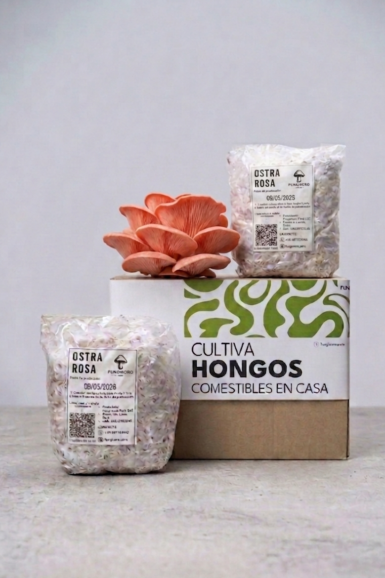 Micelio de Hongo Ostra Rosa (Pleurotus djamor) – Micelio x 1/2kg