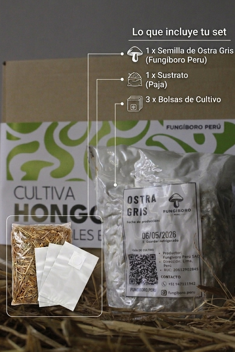 Kit Primer cultivo Hongo Ostra Gris (Pleurotus ostreatus) 250g Micelio + 200g Sustrato + Bolsas | Primera Experiencia Cultivo Hongos Perú