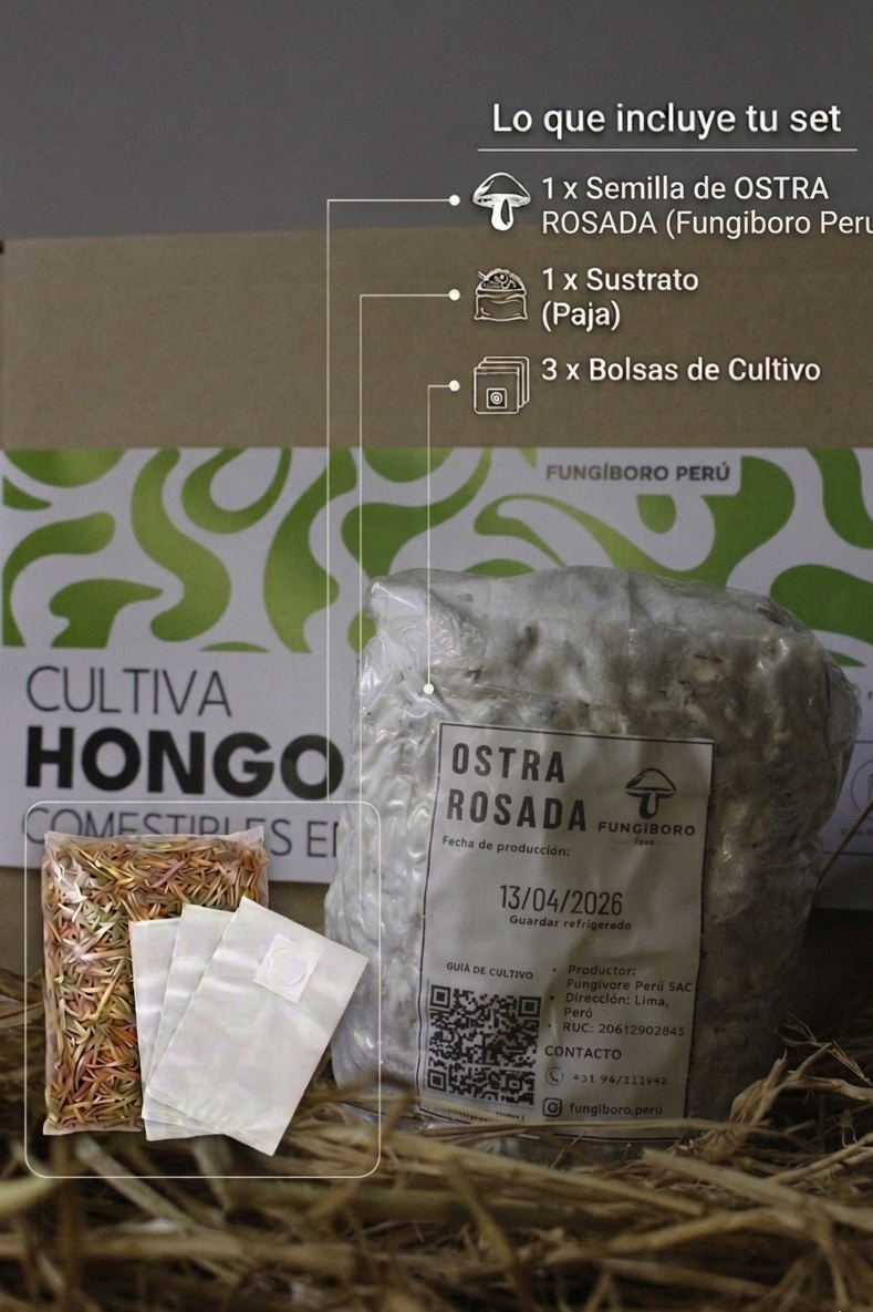 Kit Primer cultivo Hongo Ostra Rosa (Pleurotus djamor) 250g Micelio + 200g Sustrato + Bolsas | Primera Experiencia Cultivo Hongos Perú