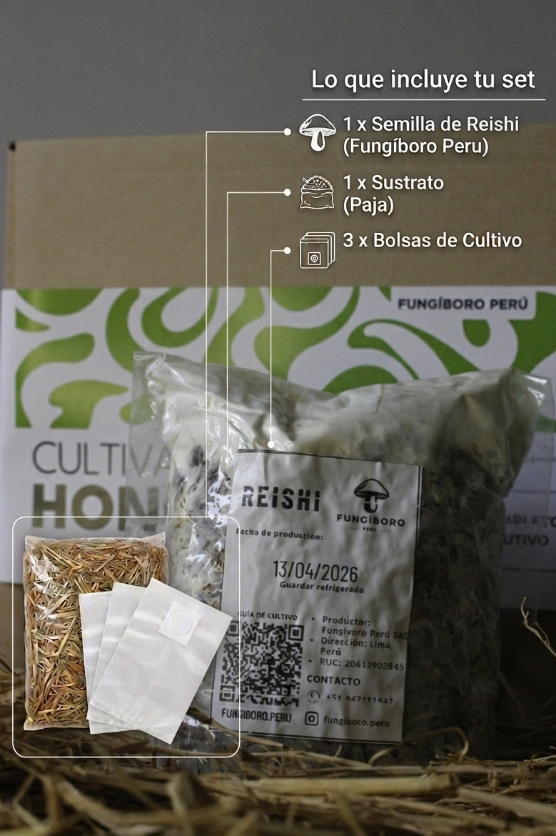 Kit Primer cultivo Hongo Reishi (Ganoderma lucidum) 250g Micelio + 200g Sustrato + Bolsas| Primera Experiencia Cultivo Hongos Perú