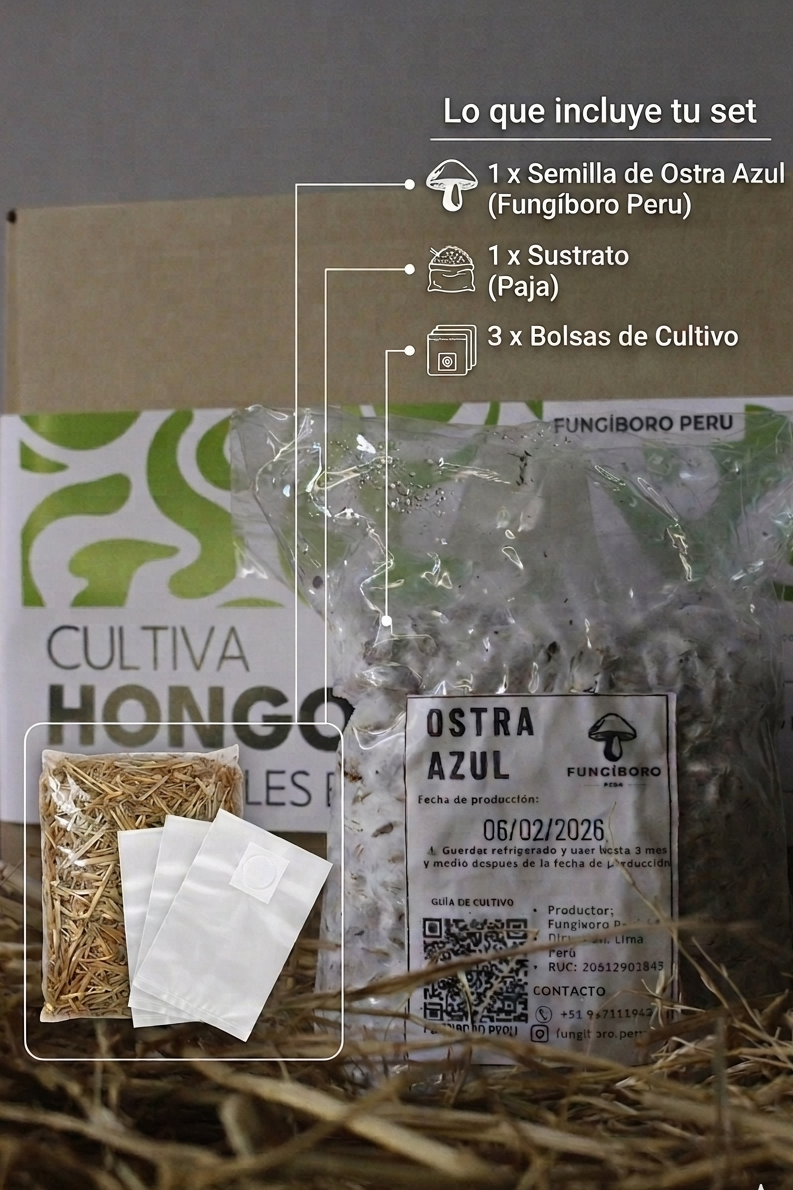 Kit Primer cultivo Hongo Ostra Azul (Pleurotus ostreatus) 250g Micelio + 200g Sustrato + Bolsas | Primera Experiencia Cultivo Hongos Perú
