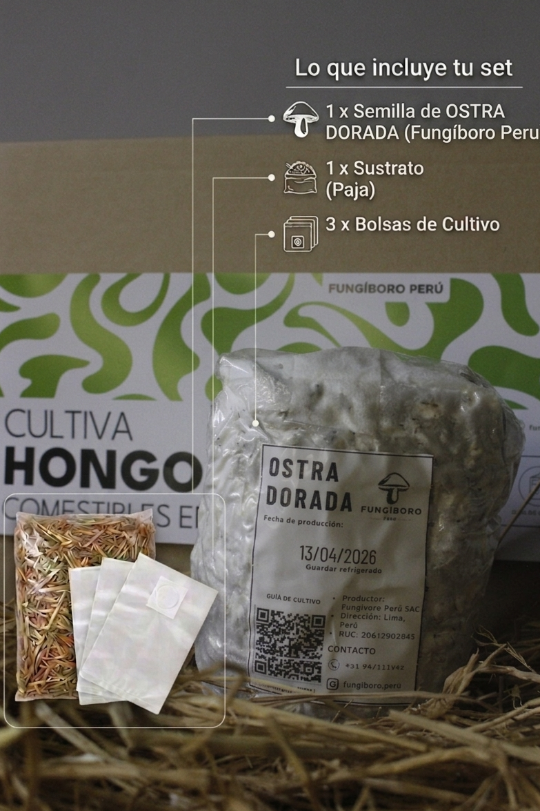 Kit Primer cultivo Hongo Ostra Dorada (Pleurotus citrinopileatus) 250g Micelio + 200g Sustrato + Bolsas | Primera Experiencia Cultivo Hongos Perú