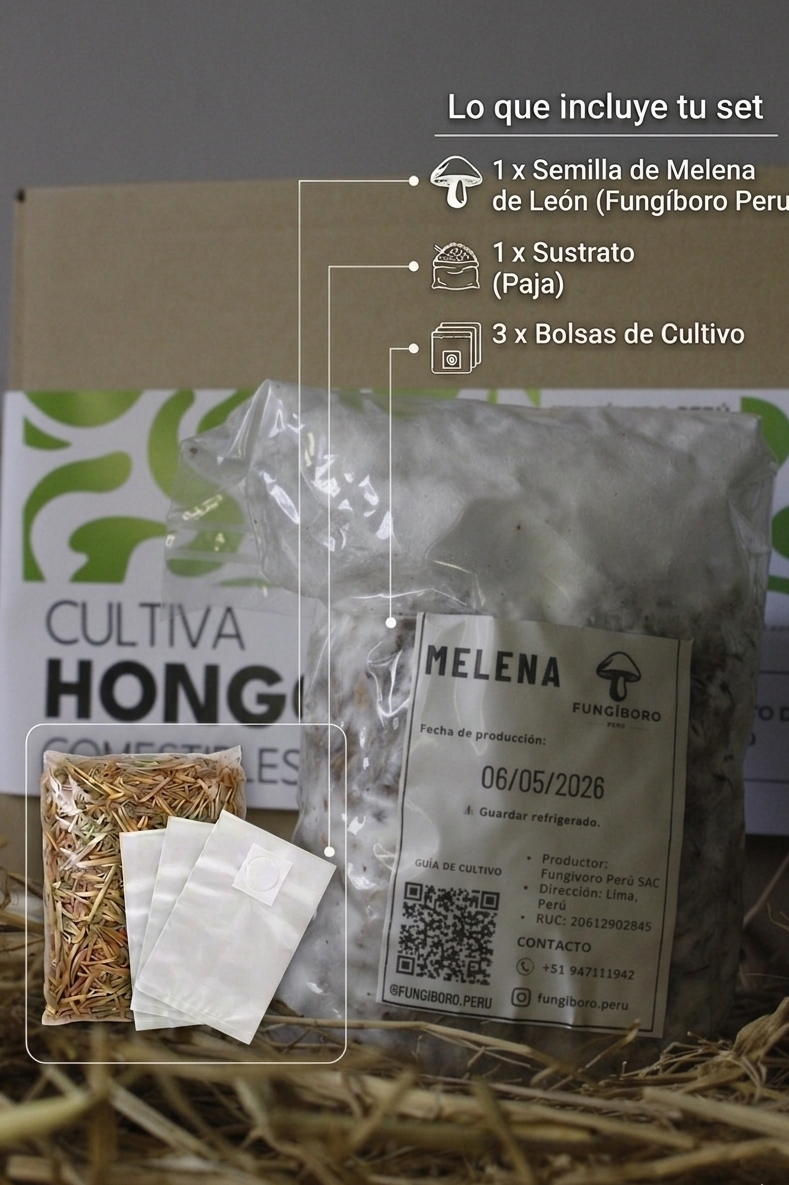 Kit Primer cultivo Hongo Melena de León (Hericium erinaceus) 250g Micelio + 200g Sustrato + Bolsas | Primera Experiencia Cultivo Hongos Perú