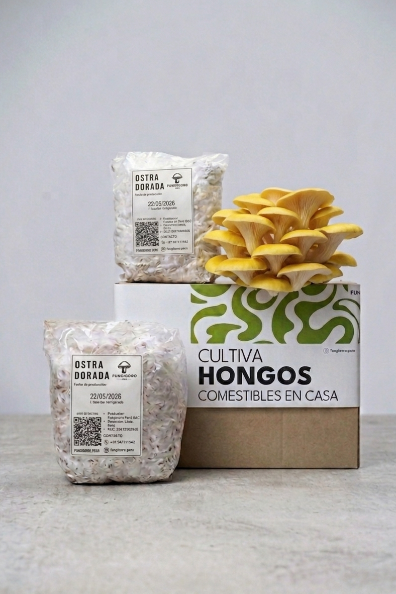 Semilla de Hongo Ostra Dorada (Pleurotus citrinopileatus) – Micelio x 1/2kg