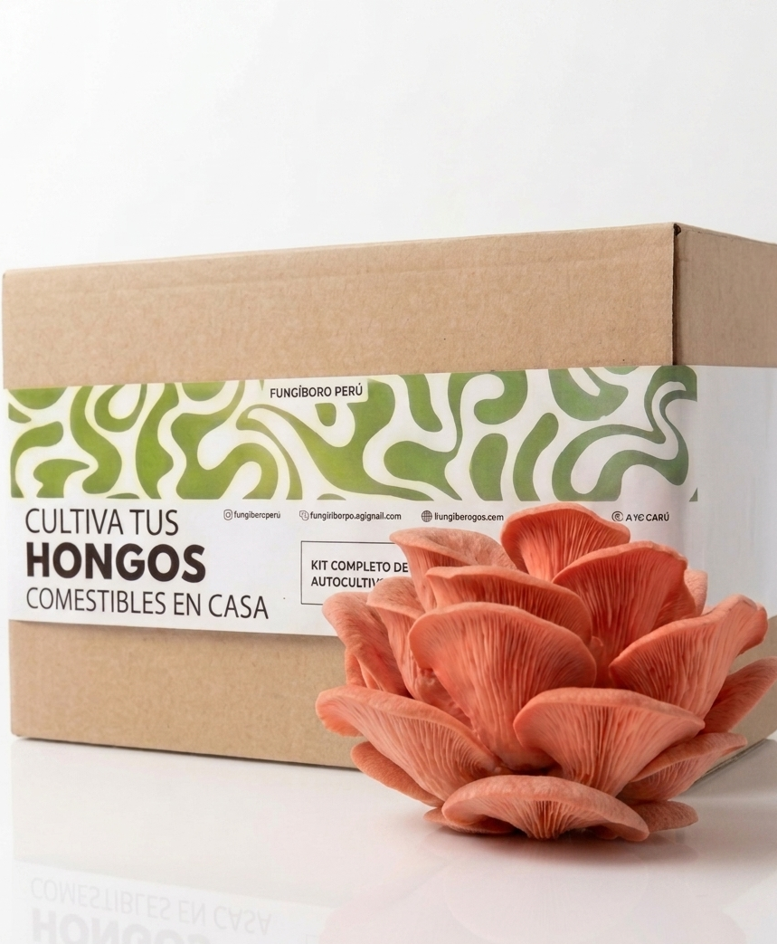 Kit Primer cultivo Hongo Ostra Rosa (Pleurotus djamor) 250g Micelio + 200g Sustrato + Bolsas | Primera Experiencia Cultivo Hongos Perú