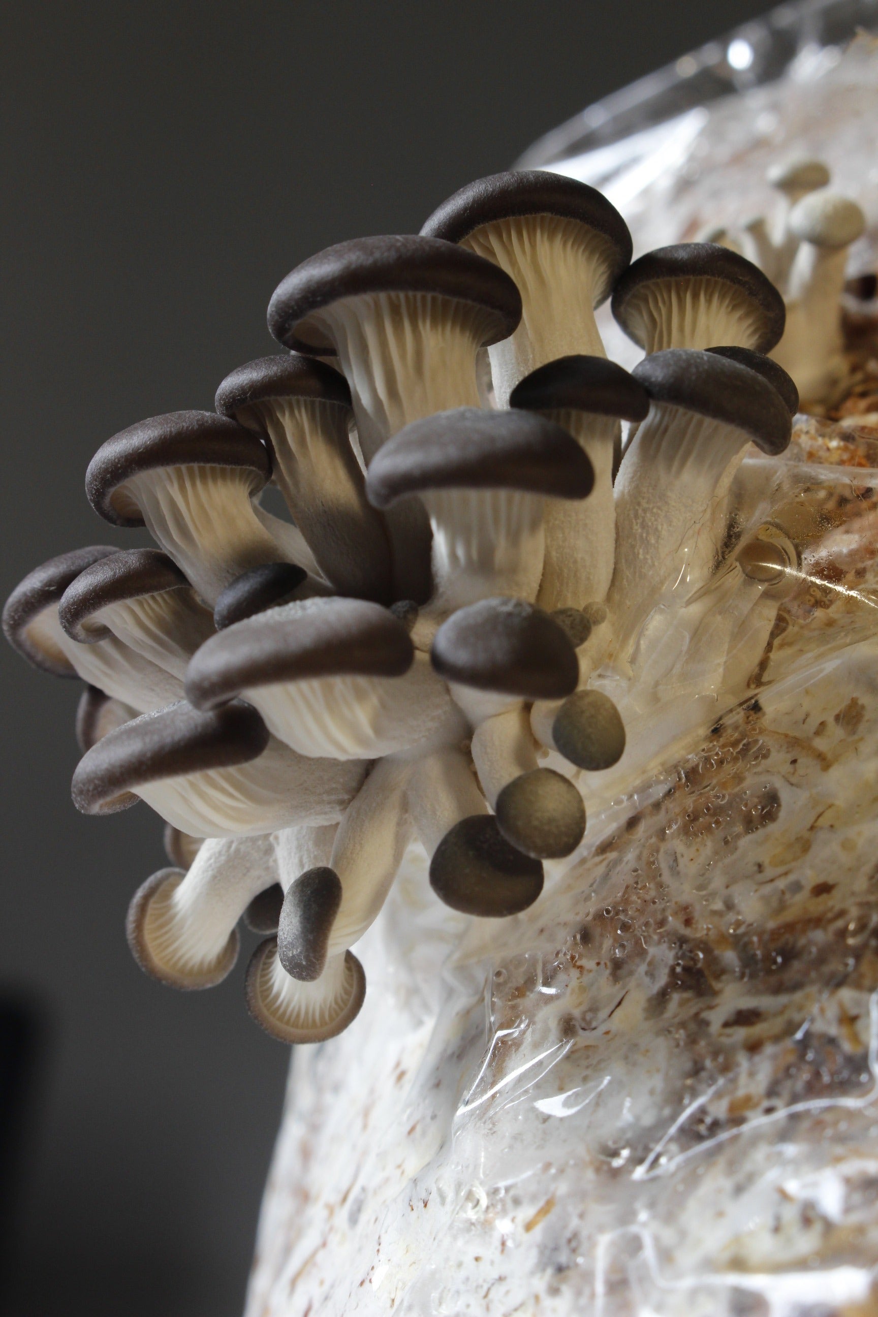 Kit Principiante Hongo Ostra Azul (Pleurotus ostreatus) 250g Micelio + 200g Sustrato + Bolsas | Primera Experiencia Cultivo Hongos Perú