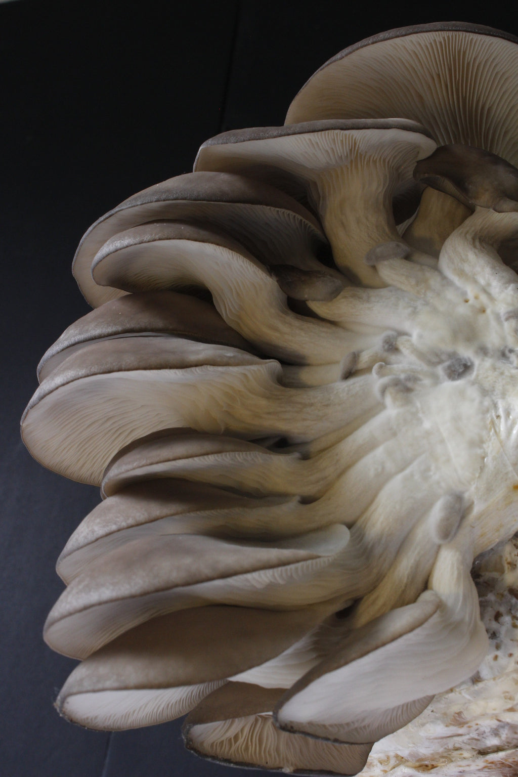 Kit Principiante Hongo Ostra Azul (Pleurotus ostreatus) 250g Micelio + 200g Sustrato + Bolsas | Primera Experiencia Cultivo Hongos Perú