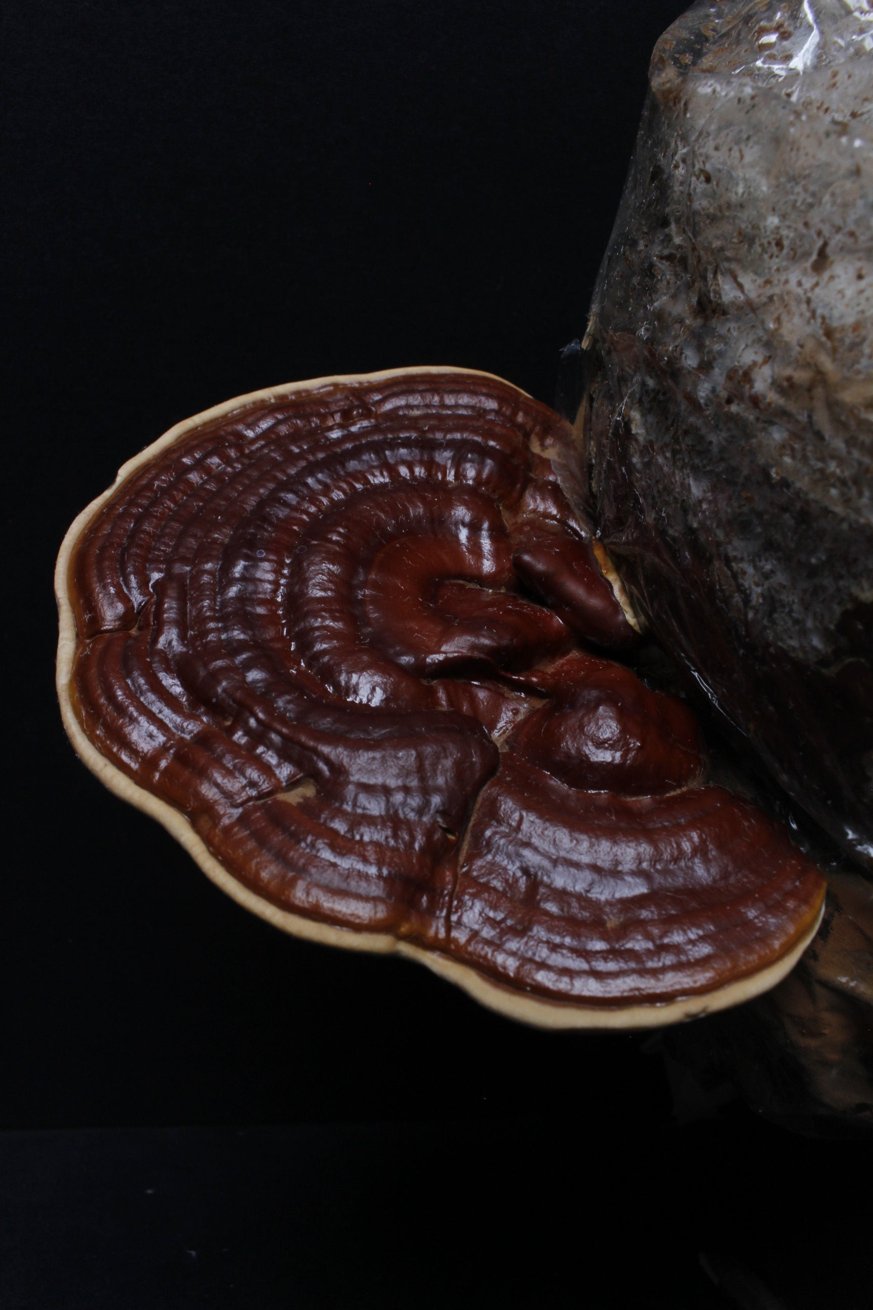 Kit Primer cultivo Hongo Reishi (Ganoderma lucidum) 250g Micelio + 200g Sustrato + Bolsas| Primera Experiencia Cultivo Hongos Perú