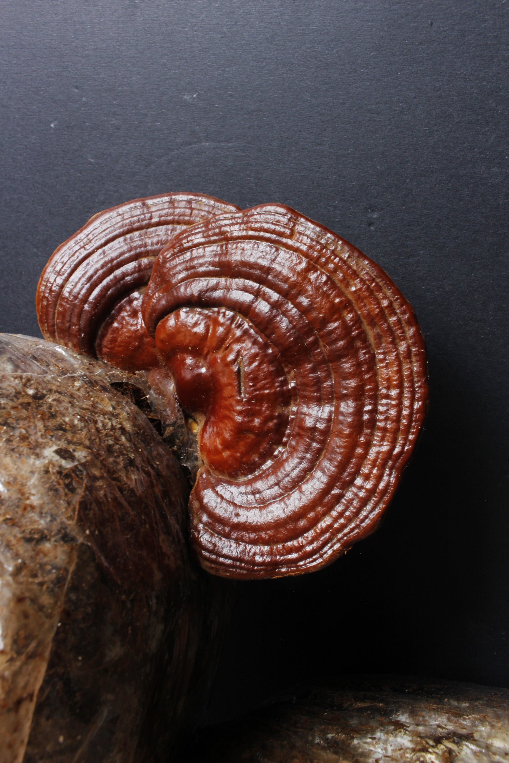 Kit de Cultivo “Cosecha tu Ganoderma Lucidum(reishi) ” – Fácil, Práctico y Listo para Usar (Copia)