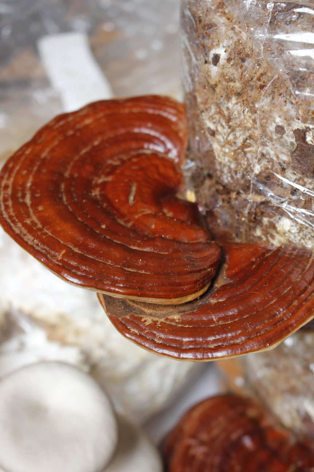 Hongo Del Riel Semilla de Hongo Reishi (Ganoderma lucidum) â Micelio x kg â FUNGĂBORO PERĂ