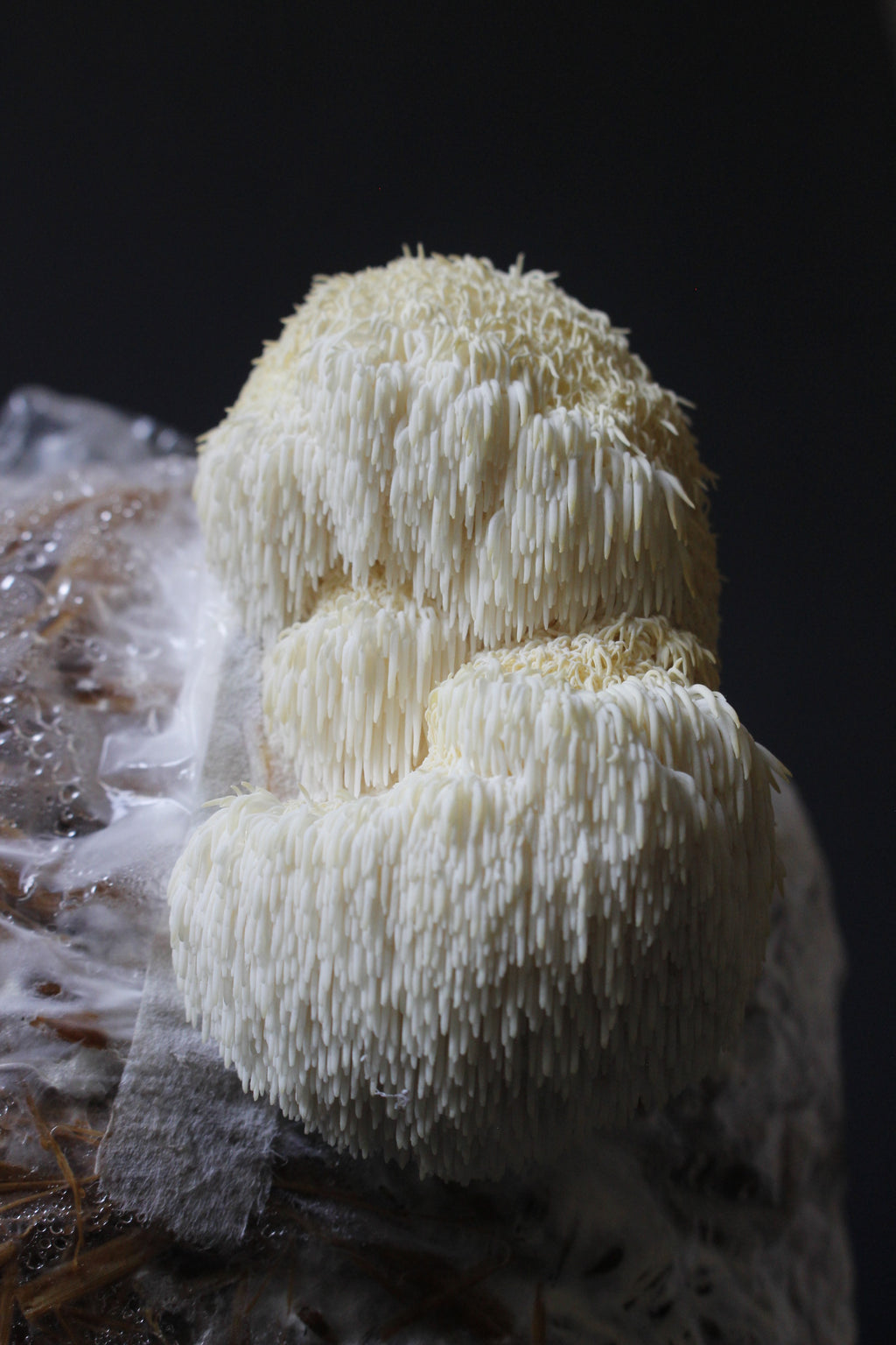 Melena de León en Cápsulas – 60 cápsulas (30 g) | 100% Natural