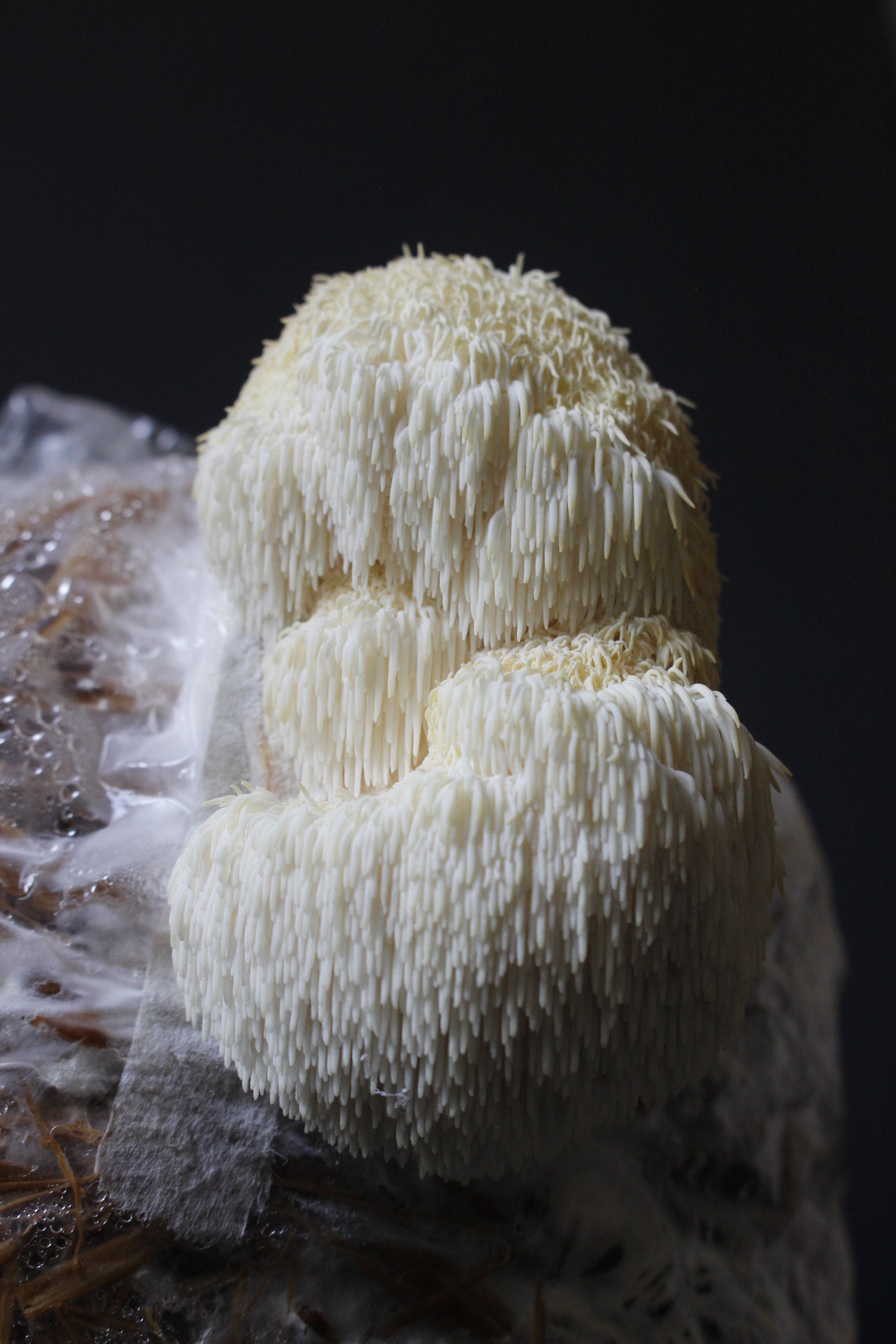 Melena de León en Cápsulas – 60 cápsulas (30 g) | 100% Natural