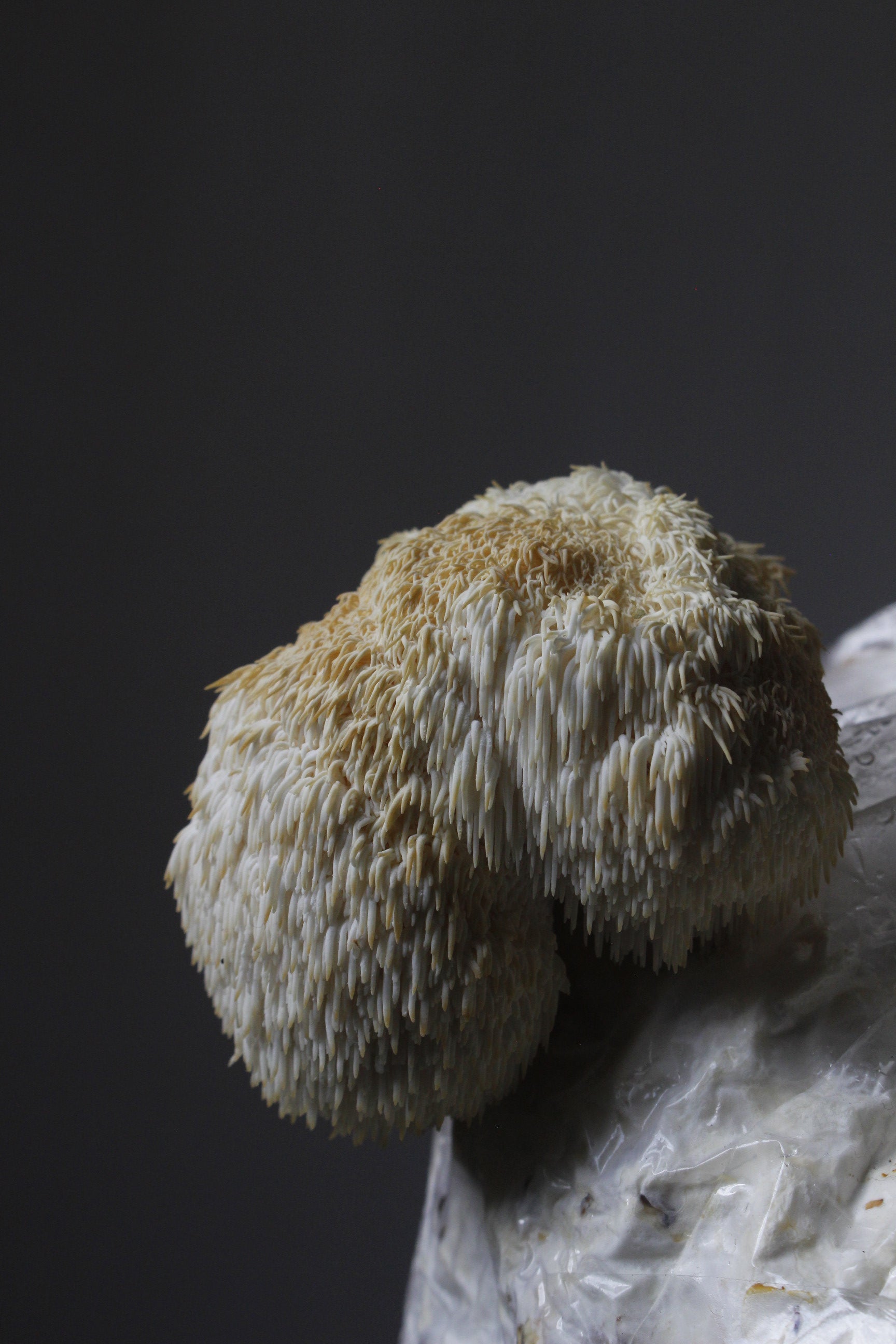 Melena de León en Cápsulas – 60 cápsulas (30 g) | 100% Natural