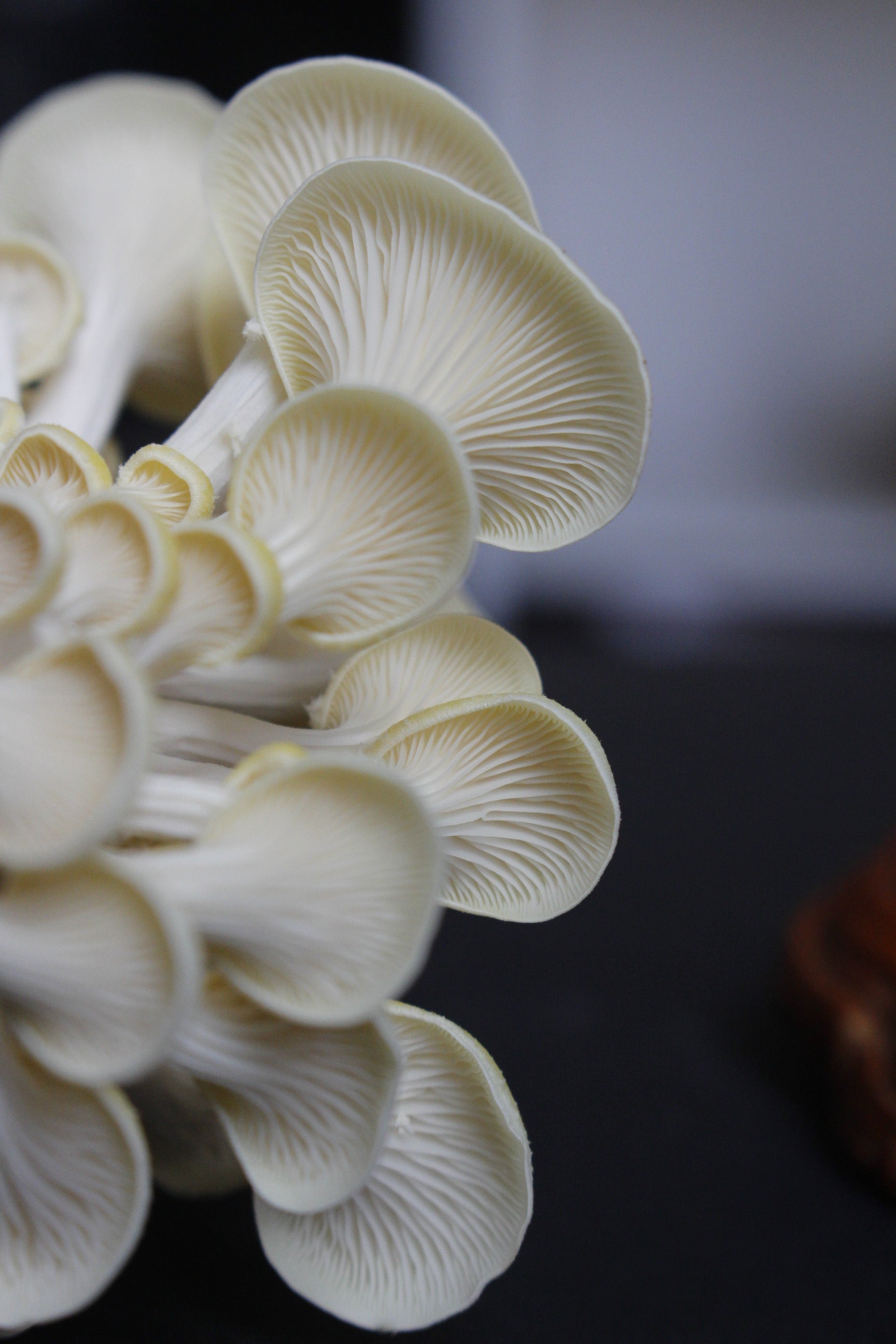 Kit de Cultivo “Cosecha tus Propias Setas” – Hongo Ostra (pleurotus ostreatus) | Fácil, Práctico y Listo para Usar