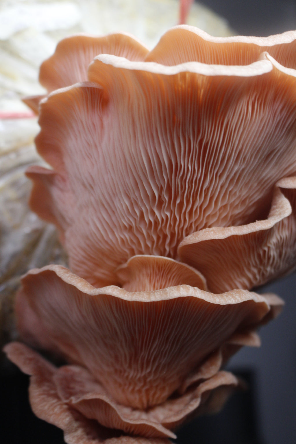 Kit Principiante Hongo Ostra Rosa (Pleurotus djamor) 250g Micelio + 200g Sustrato + Bolsas | Primera Experiencia Cultivo Hongos Perú