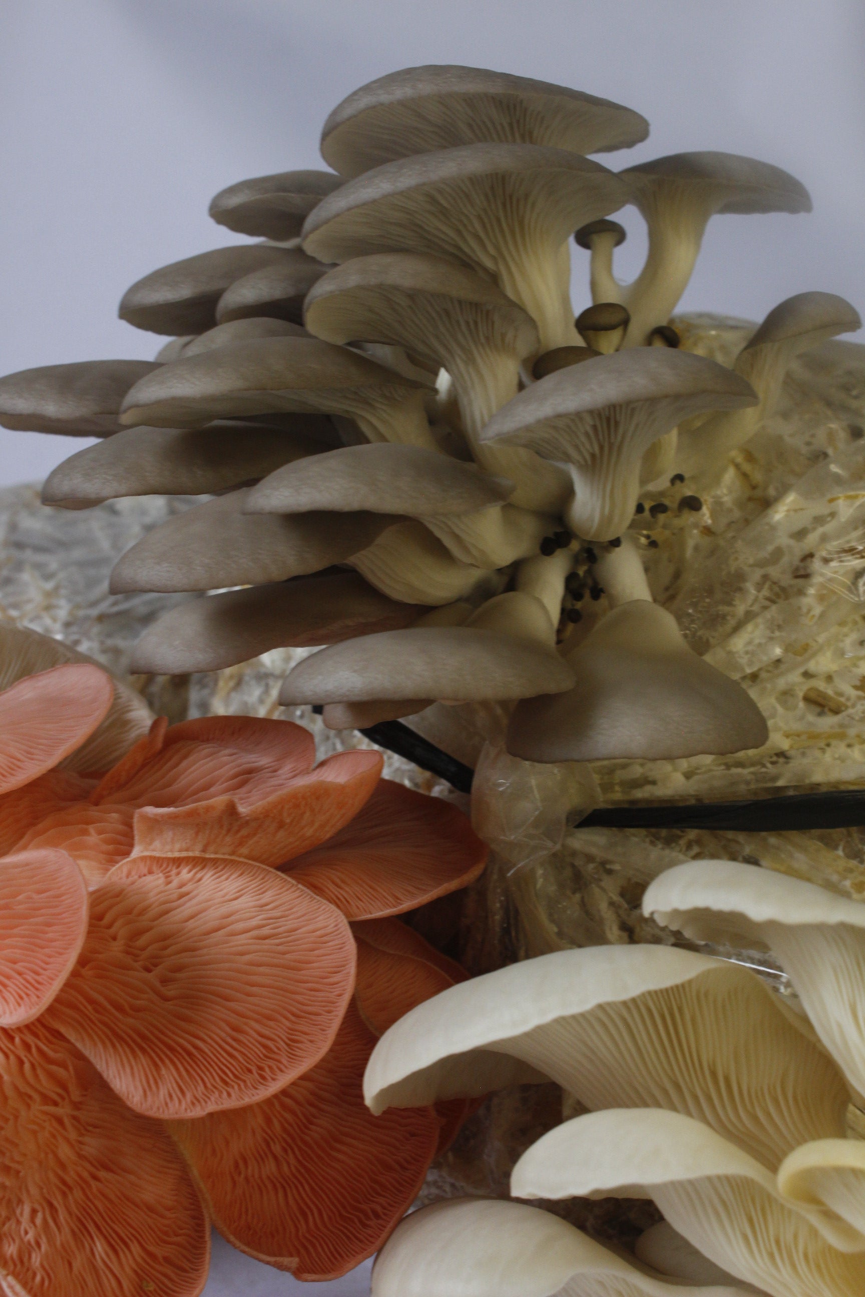 Kit de Cultivo “Cosecha tus Propias Setas” – Hongo Ostra (pleurotus ostreatus) | Fácil, Práctico y Listo para Usar