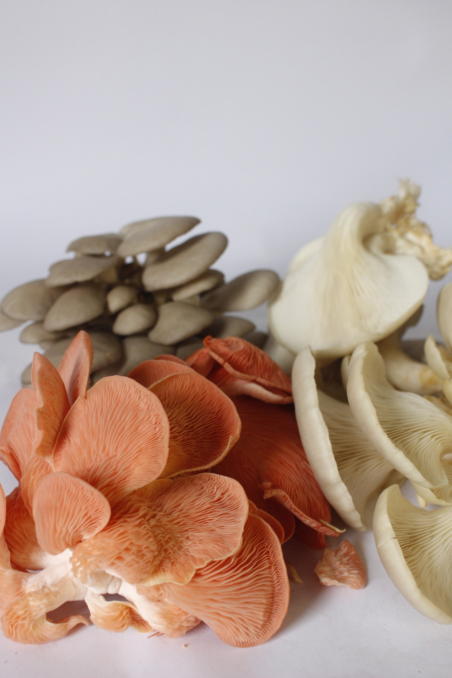 PROMOCIÓN Semilla Hongos Ostras (pleurotus ostreatus)