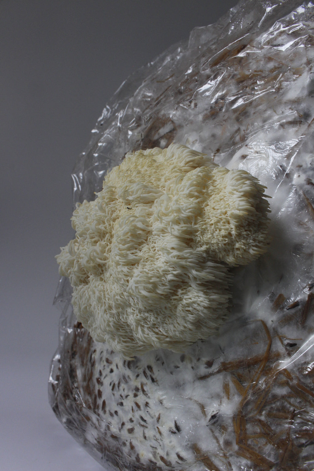 PROMOCIÓN semilla Set de cultivo Medicinal – Melena de León (Hericium Erinaceus)
