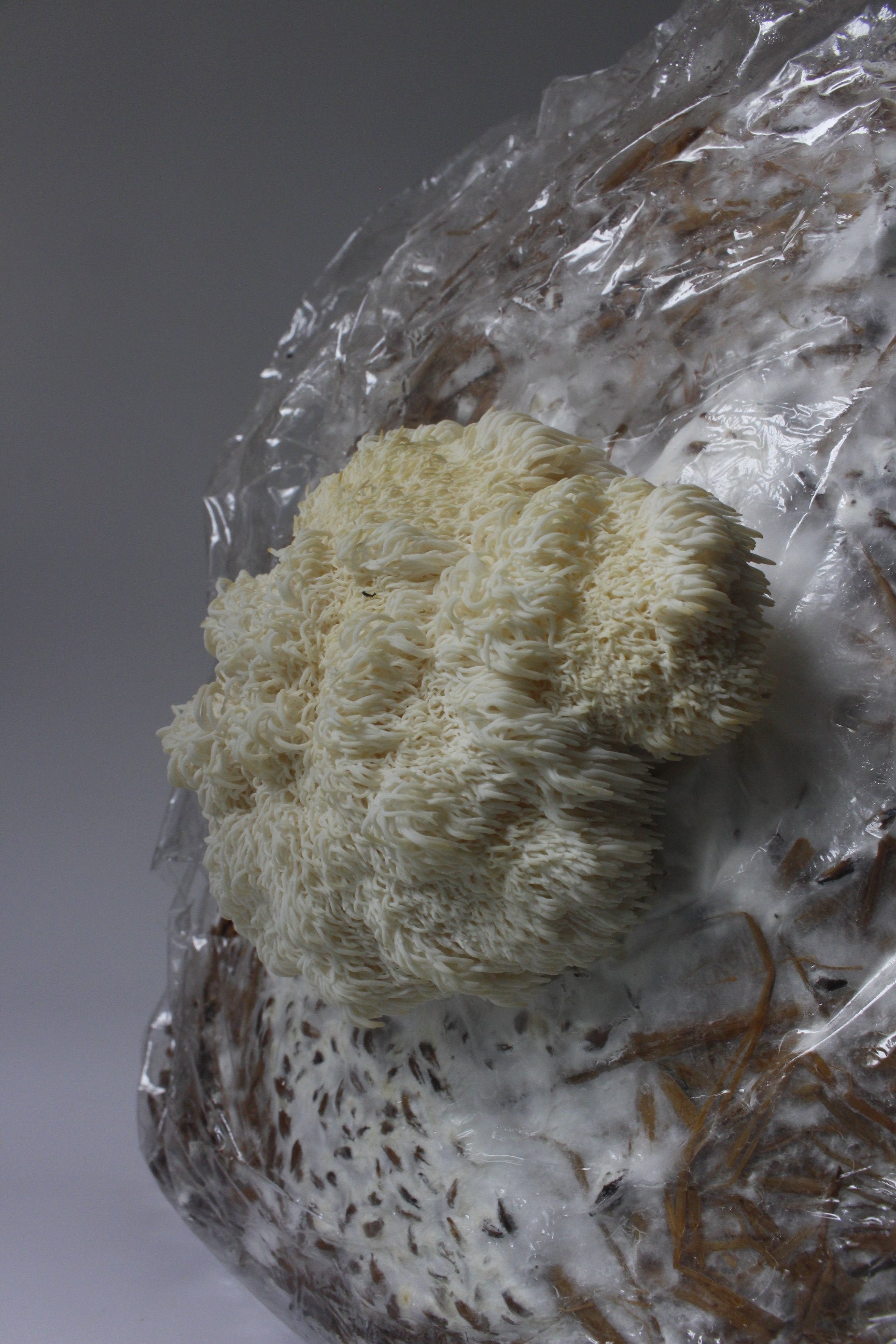 PROMOCIÓN semilla Set de cultivo Medicinal – Melena de León (Hericium Erinaceus)